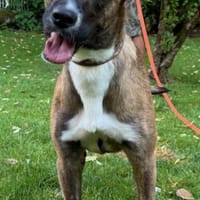 Hapci die liebe sportliche in 82284, Hündin zur Adoption