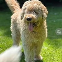 Nelson Bezaubernder TollerDoodle, Hund zur Adoption