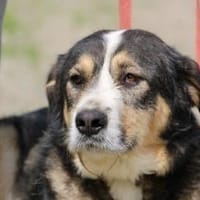 Raquel - verspielt u. sehr zutraulich, Hündin zur Adoption