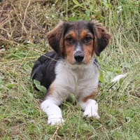 Cloudy - kleiner Mann auf Körbchensuche, Hund zur Adoption
