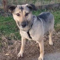 Lieber Schäfi-Mix SHANTY sucht Zuhause, Hündin zur Adoption
