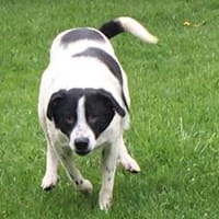 schüchterner,kastrierter Blanco in Hesse, Hund zur Adoption