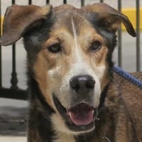 Kiyo, sucht Altersruhesitz, Hund zur Adoption