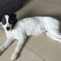 Boli sucht besondere Menschen, Hund zur Adoption