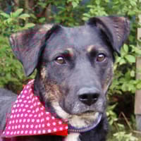 MILLE - ein super Hundekumpel, Hund zur Adoption