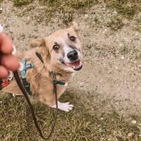 Rudelführer gesucht!, Hund zur Adoption