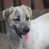 40cm Sonnenschein, Hund zur Adoption