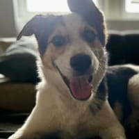 Wer schenkt Loon ein Leben voller Liebe?, Hund zur Adoption