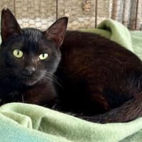 Vagos, tapferer Panther, ca. 1 Jahr, Kater zur Adoption