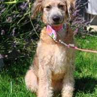 Edda, verspieltes Welpenmädchen, ca. 4 M, Hündin zur Adoption