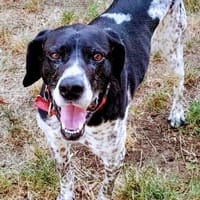 Ronny, Hund zur Adoption