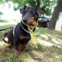 Timon, verschmuster Dackel-Mix Rüde, 1J, Hund zur Adoption
