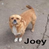 Joey - kleiner lieber Schatz ohne Heim, Hund zur Adoption