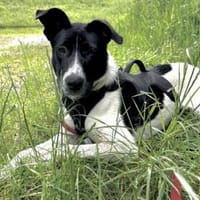 Vera, zurückhaltende Junghündin, 9M 1210, Hündin zur Adoption