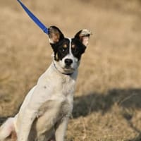 Boroka, entspannte Junghündin, 11M 85649, Hündin zur Adoption