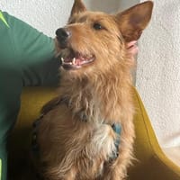 Podencomix Louisa, Hündin zur Adoption