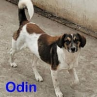 Odin vor einem Einkaufszentrum geparkt, Hund zur Adoption