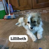 Lillibeth saß allein am Straßenrand, Hündin zur Adoption