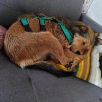 Viola- Sonnenschein mit viel Potential, Hündin zur Adoption