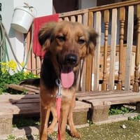 Hündin MANA, Hündin zur Adoption