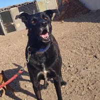 Cástor baut schnell Vertrauen auf, Hund zur Adoption
