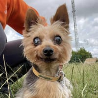 HYPSO, chien à adopter