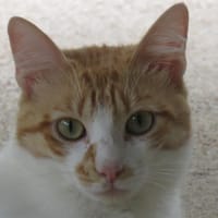 ZYGOU, chat à adopter