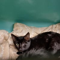 SCAMORZA     ctte, chatte à adopter