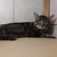 PUCE, chat à adopter