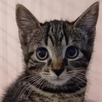 STELLA CHA, chatte à adopter
