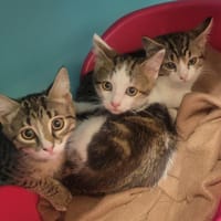 TIGROU, chat à adopter