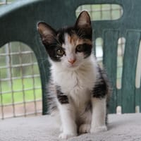 GARANCE, chatte à adopter