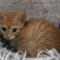 JUSTINE, chatte à adopter