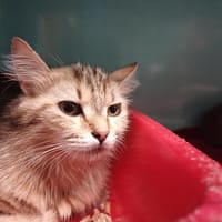 PLUME      CTTE, chatte à adopter