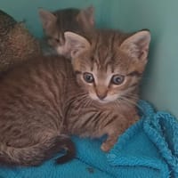 MARLEY      ct, chat à adopter