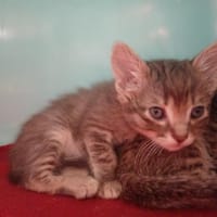 O'MALLEY      ct, chat à adopter