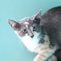 MADONNA, chatte à adopter