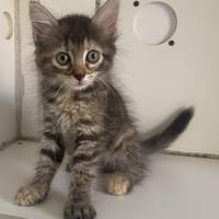 COCOTTE, chatte à adopter