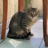 Neptune, chatte à adopter