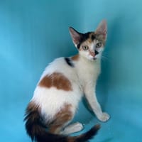 JULIA, chatte à adopter
