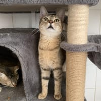 Mercure, chat à adopter
