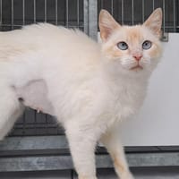 SITARA, chatte à adopter