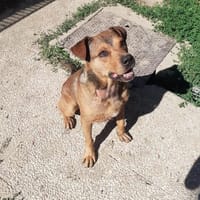 Lover, chien à adopter