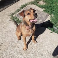 Lover, chien à adopter