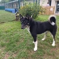 LUBY PAA22929, chien à adopter