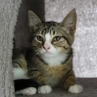MINA, chat à adopter