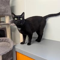 APACHE, chat à adopter