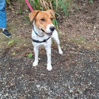 JASMINE réservée, chienne à adopter