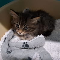 SUNNY, chat à adopter