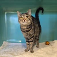 Bella, chatte à adopter